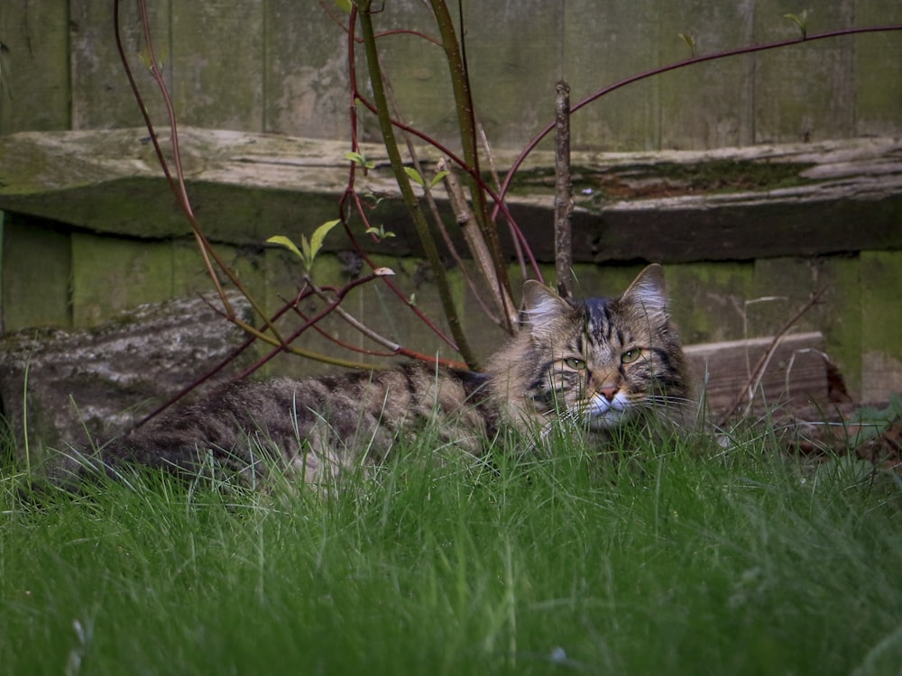 brown tabby cat on green grass field