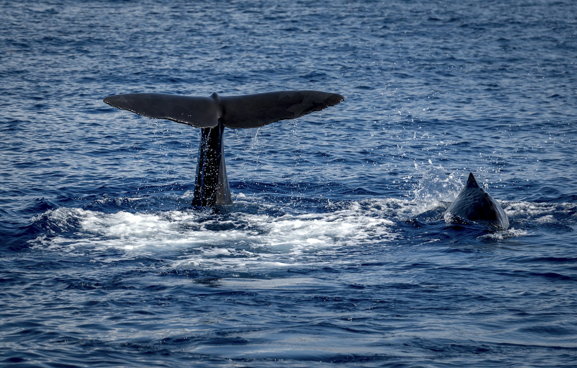 Exploring Roseau's Top Attractions: A Travel Guide