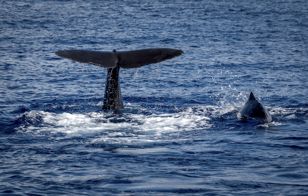 whale tail on body of water during daytime