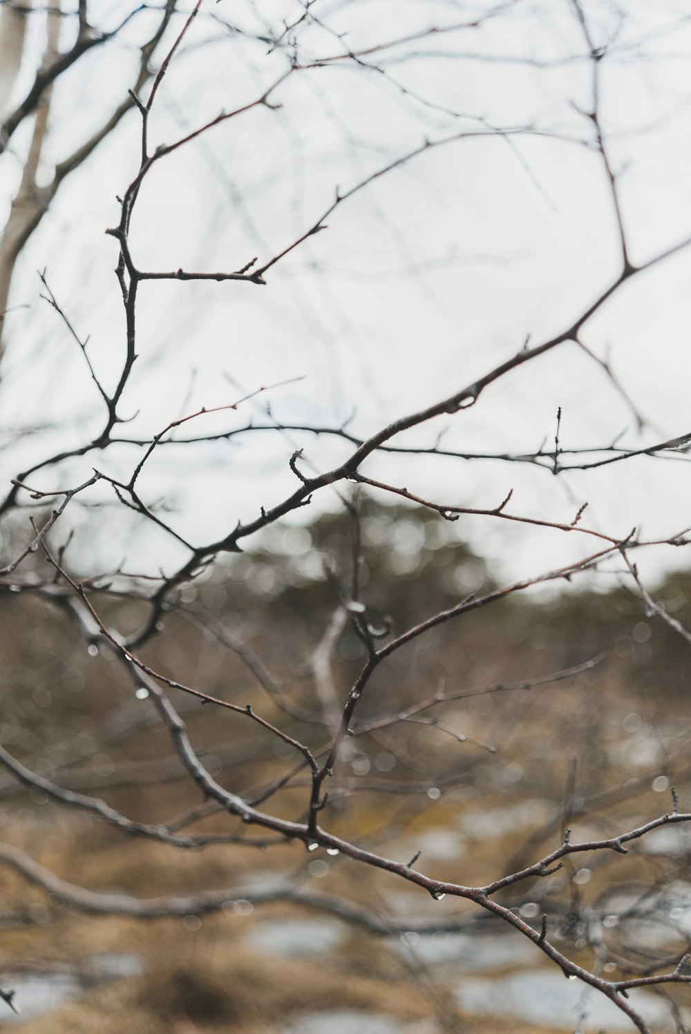 white and brown tree branch