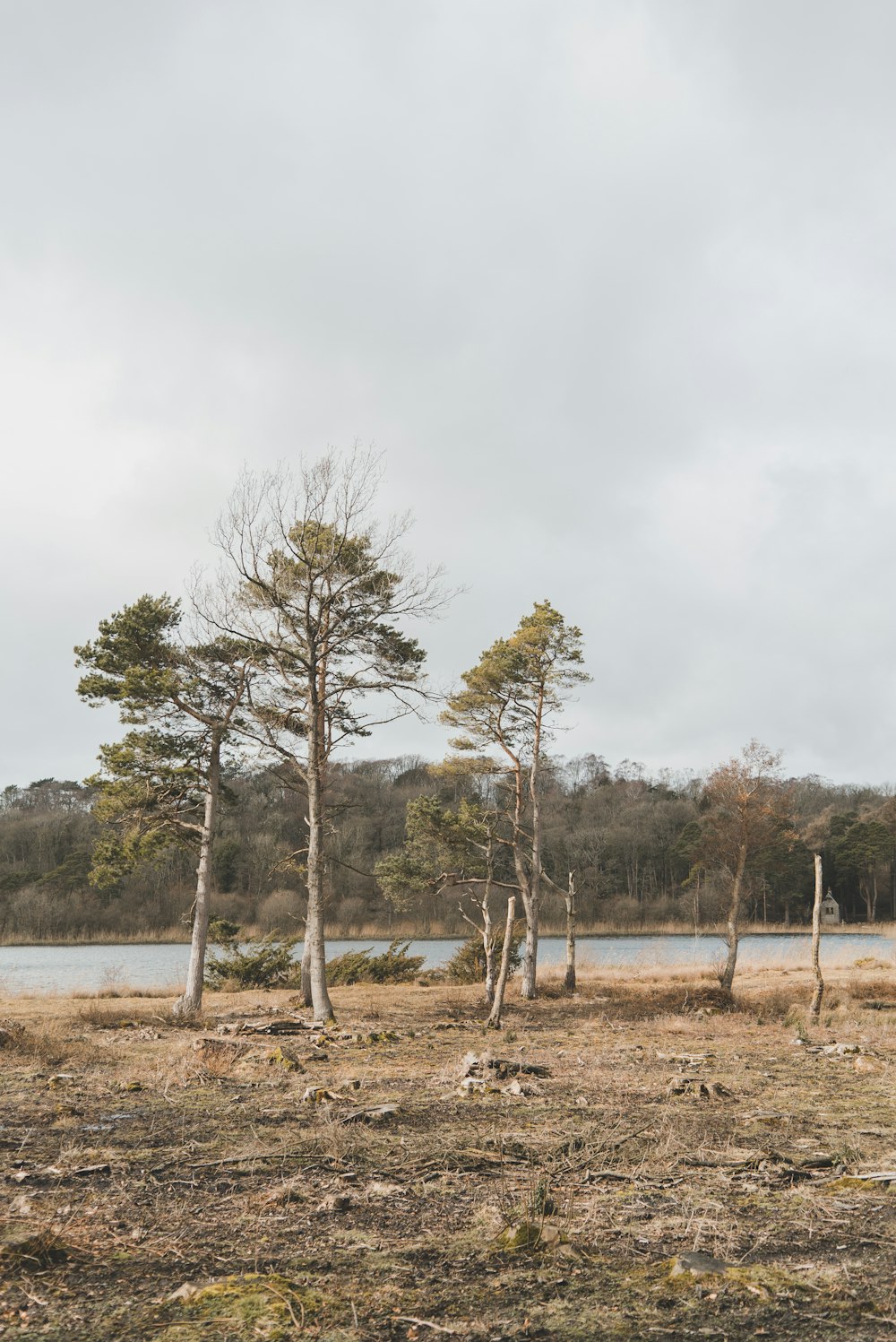 green trees near body of water during daytime