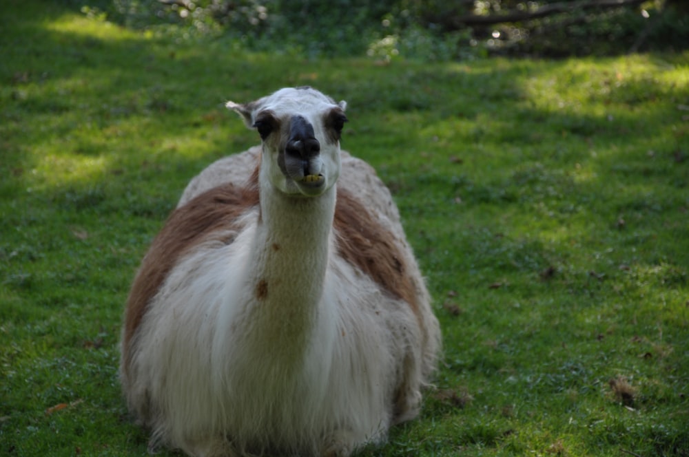 white and brown 4 legged animal on green grass field during daytime