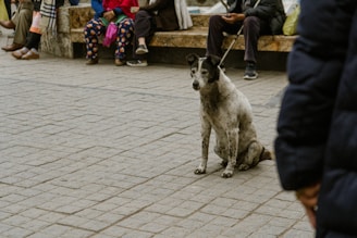 A speckled black and white dog sits on a paved street surrounded by a few people sitting on a bench. The dog appears to be calm and attentive. People are partially visible, wearing casual clothing, including jackets and trousers. The ground has a textured stone pattern, and one person holds a shopping bag.