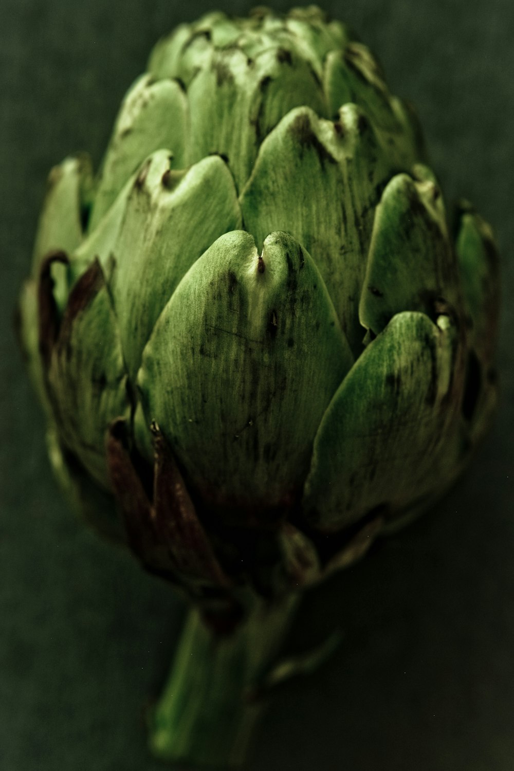 green and purple flower bud