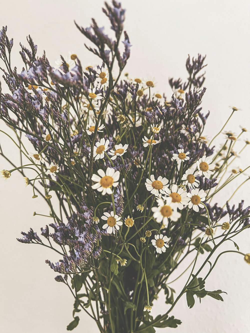 white and purple flowers in bloom