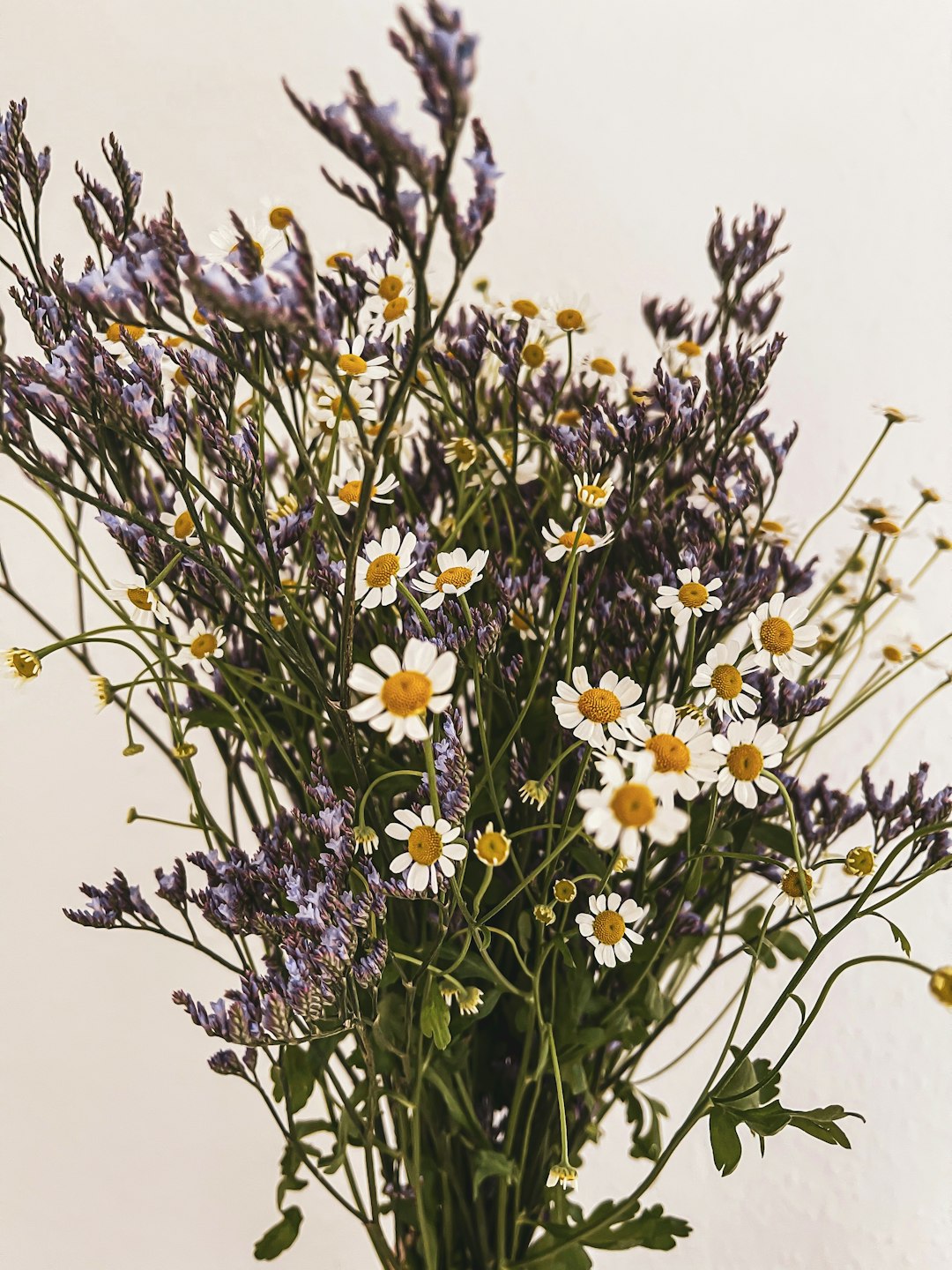 white and purple flowers during daytime