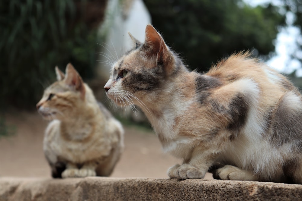 white orange and black cat