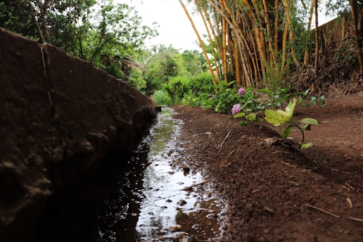 A narrow irrigation canal runs alongside a dirt pathway, with lush green plants and bamboo stalks growing nearby. Bright flowers add color to the earthy landscape, and the reflection in the calm water enhances the natural scenery.