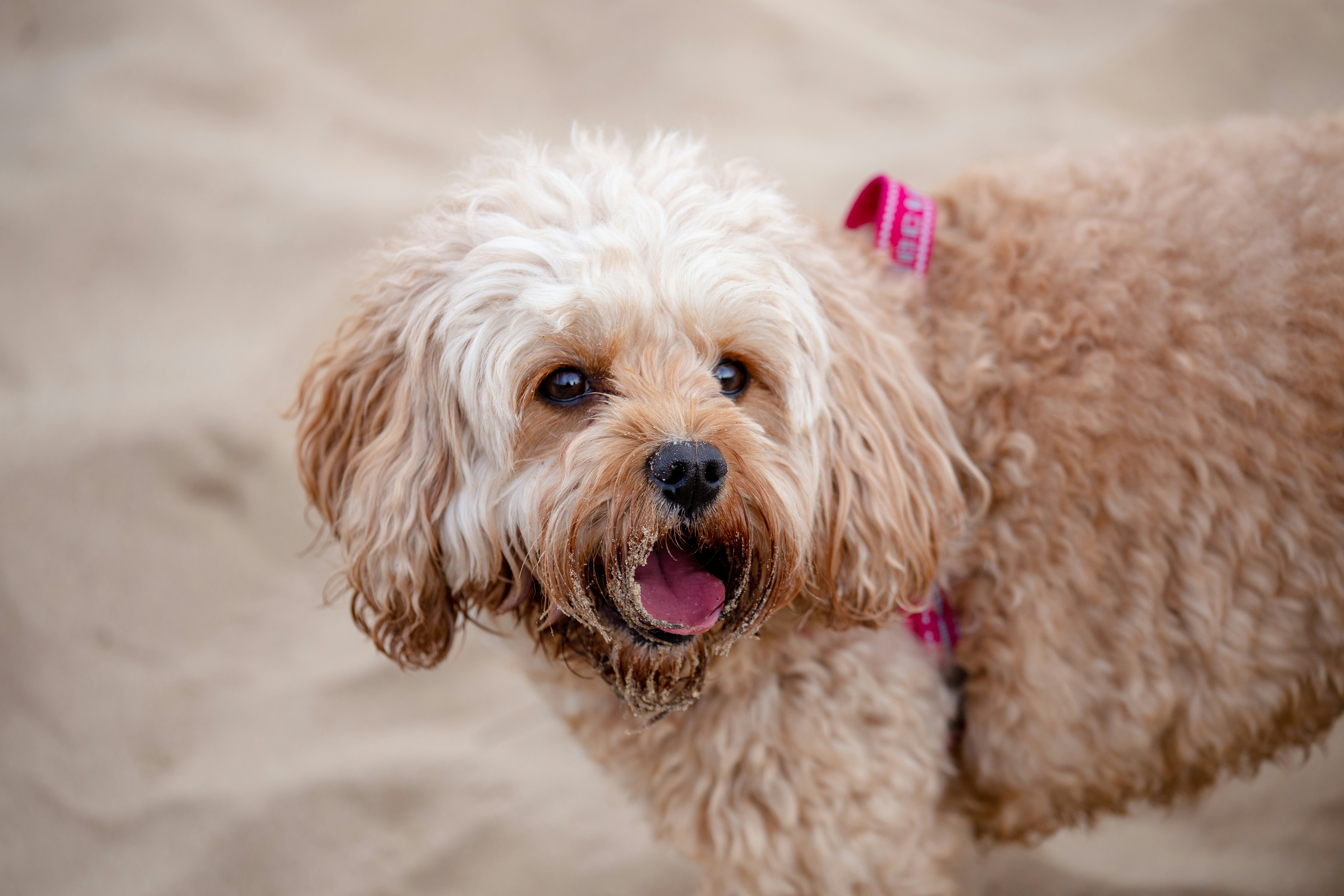 brown curly coated small dog