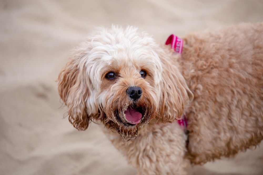 brown curly coated small dog