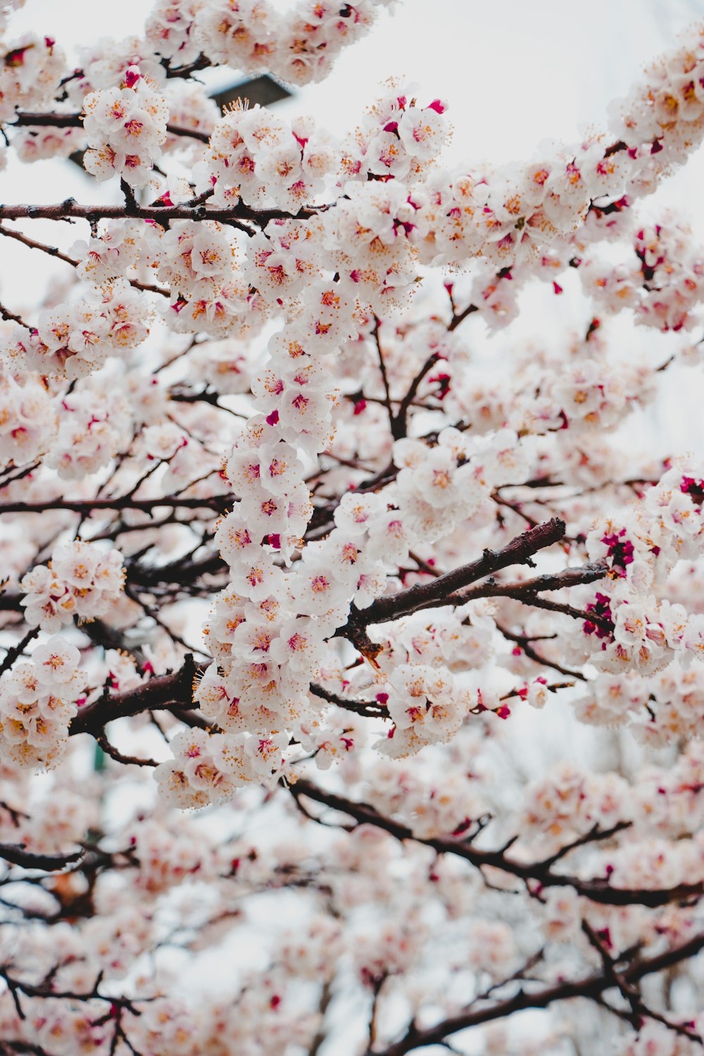 昼間のピンクの桜の木