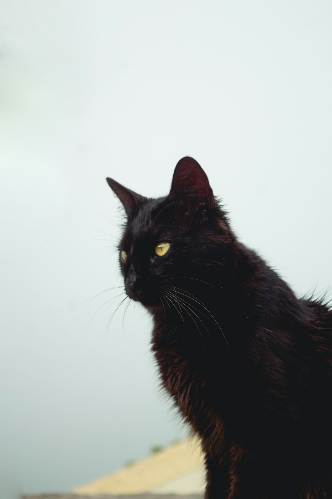 black cat with white background