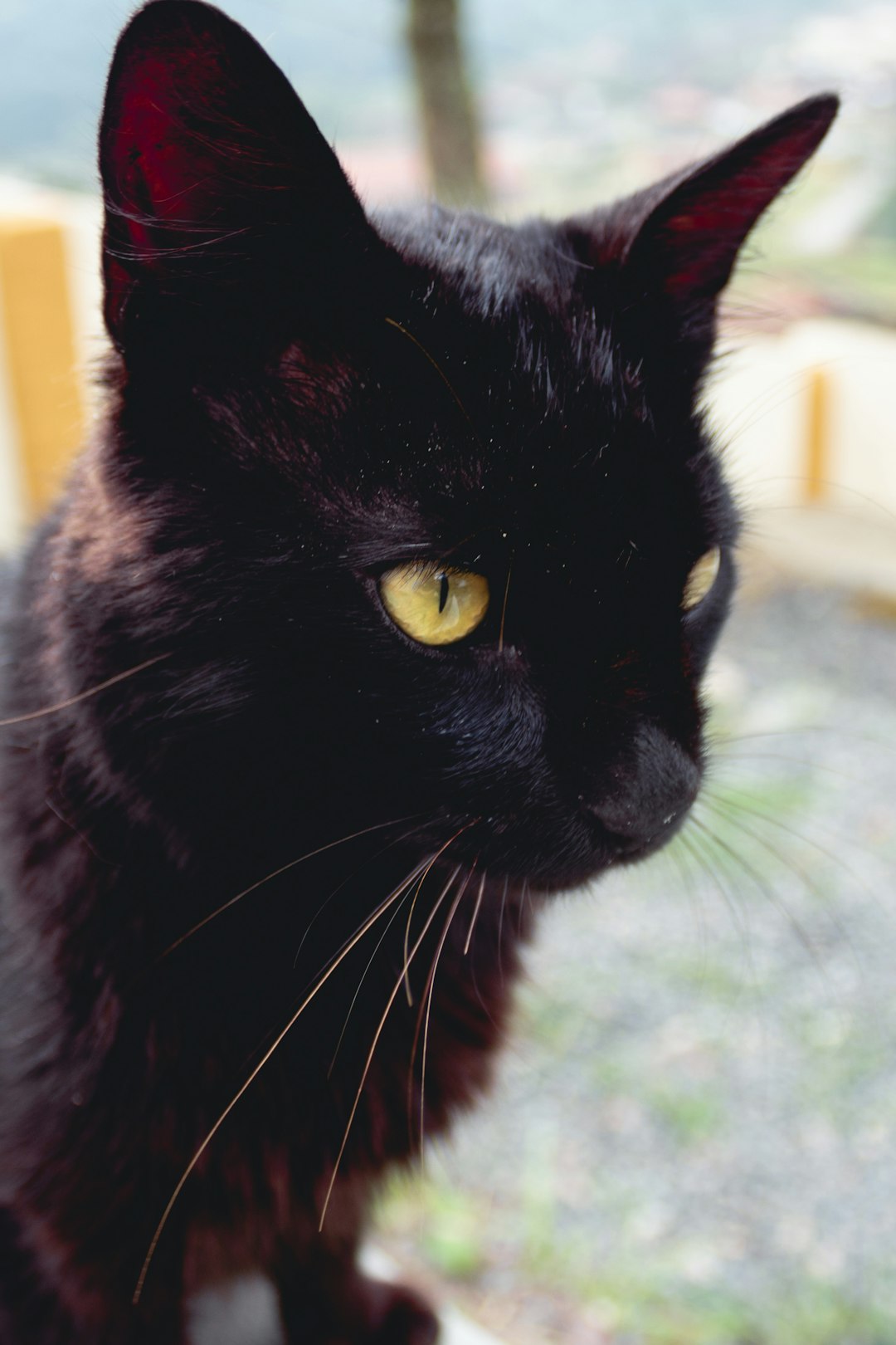 black cat on white and blue textile