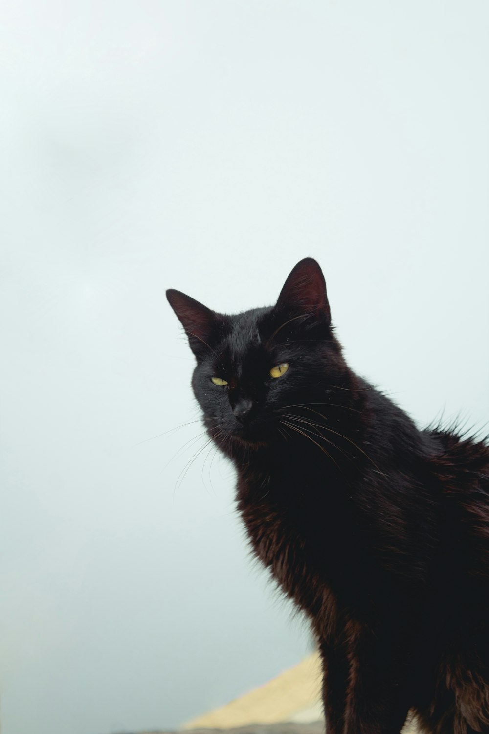 gato negro con fondo blanco