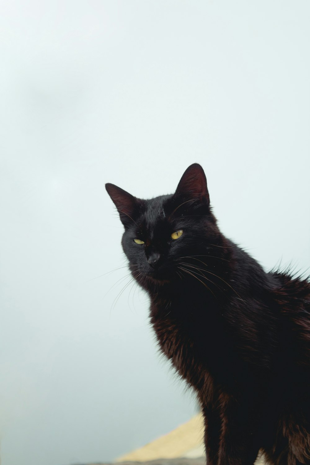 black cat with white background