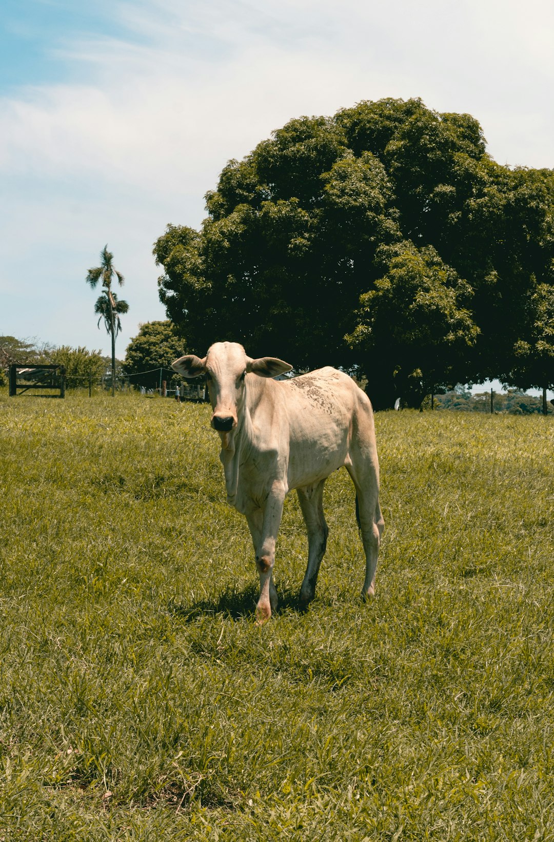 white horse on green grass field during daytime