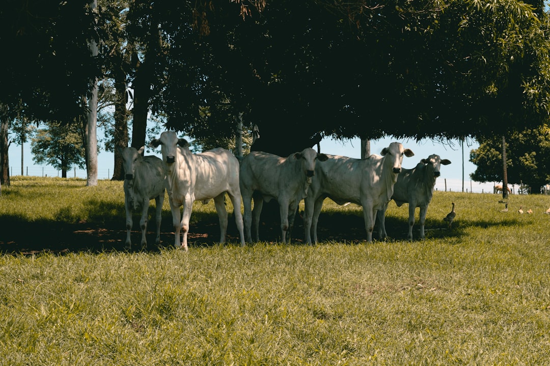 herd of horses on green grass field during daytime