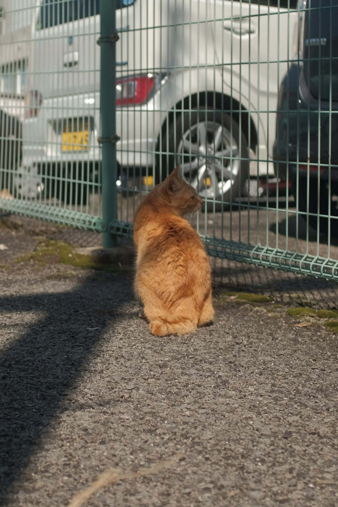 orange tabby cat on gray concrete floor