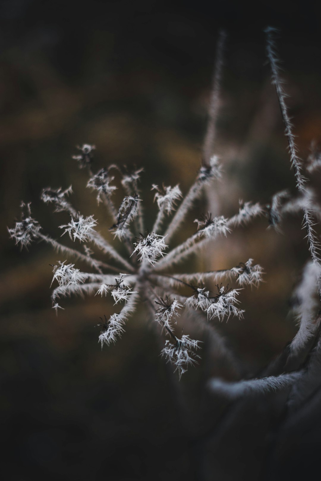 white snow flakes on brown tree branch