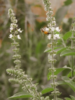 A bee is hovering near white flowering stalks in a natural setting, surrounded by green leaves and soft-focus vegetation in the background.