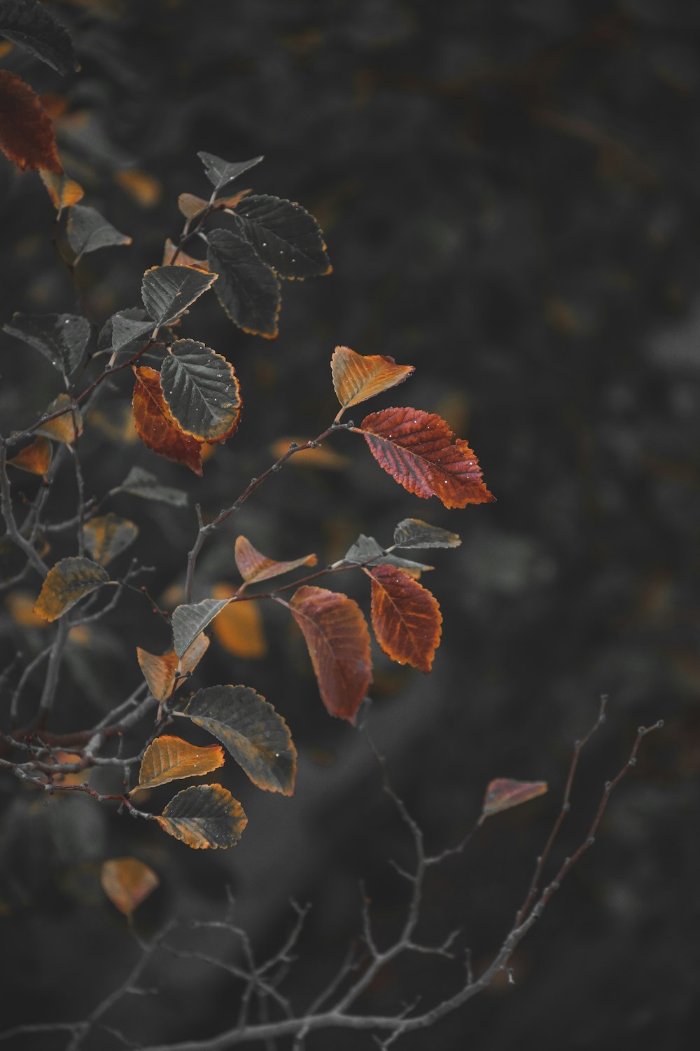 brown and green leaves in tilt shift lens