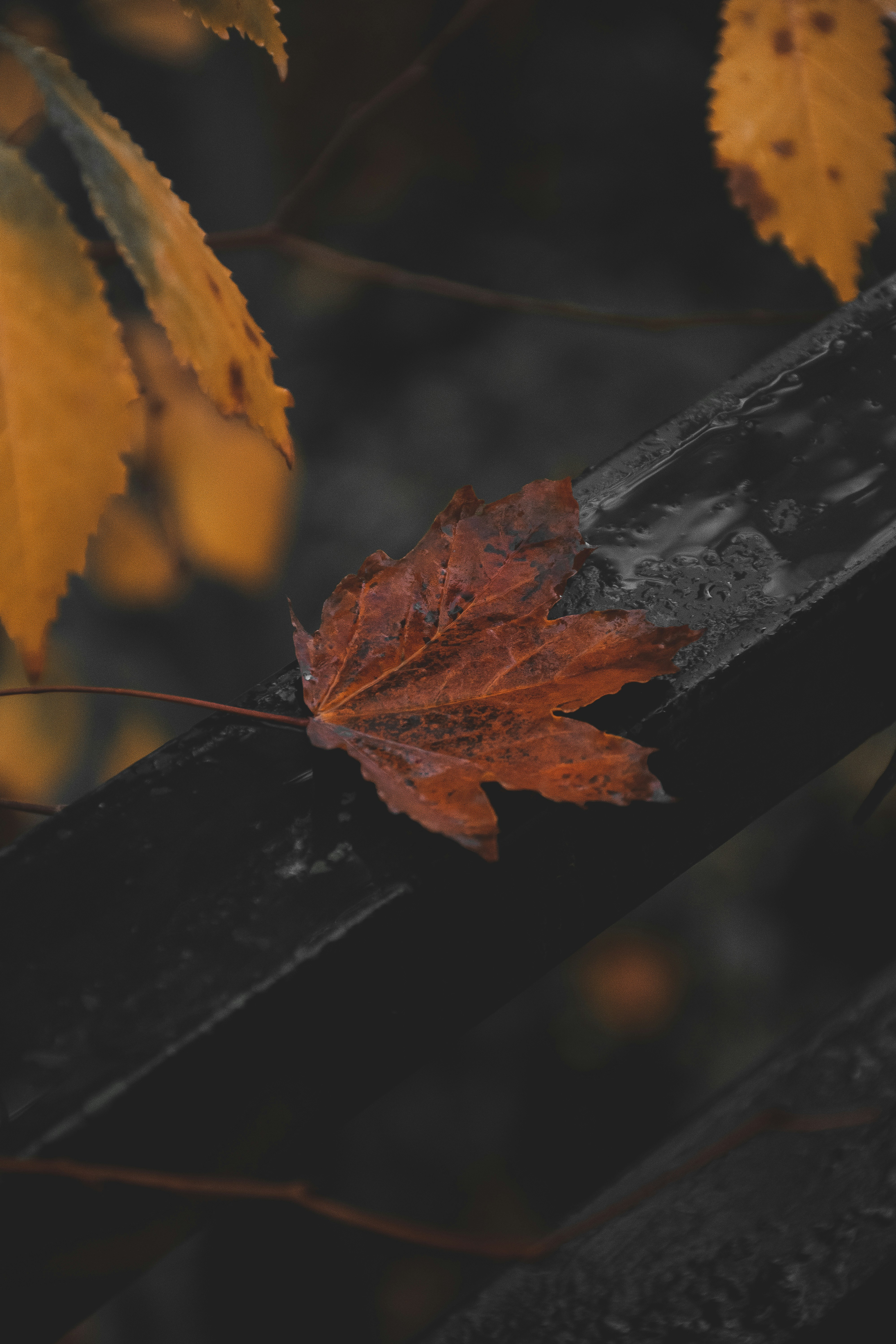 Photo by samahosseini