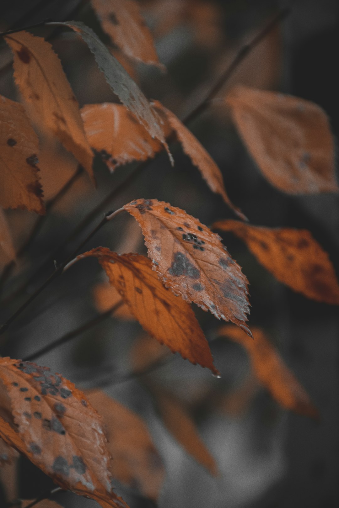 brown leaves in tilt shift lens