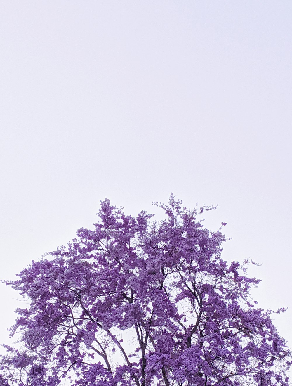 白い空の下の紫色の葉の木