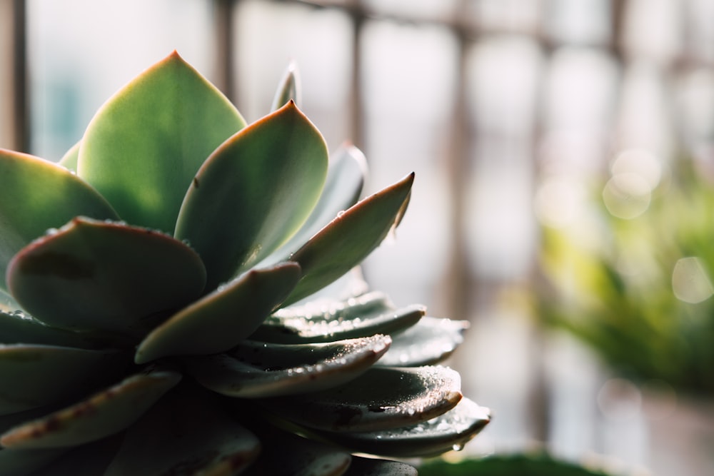 green succulent plant in close up photography