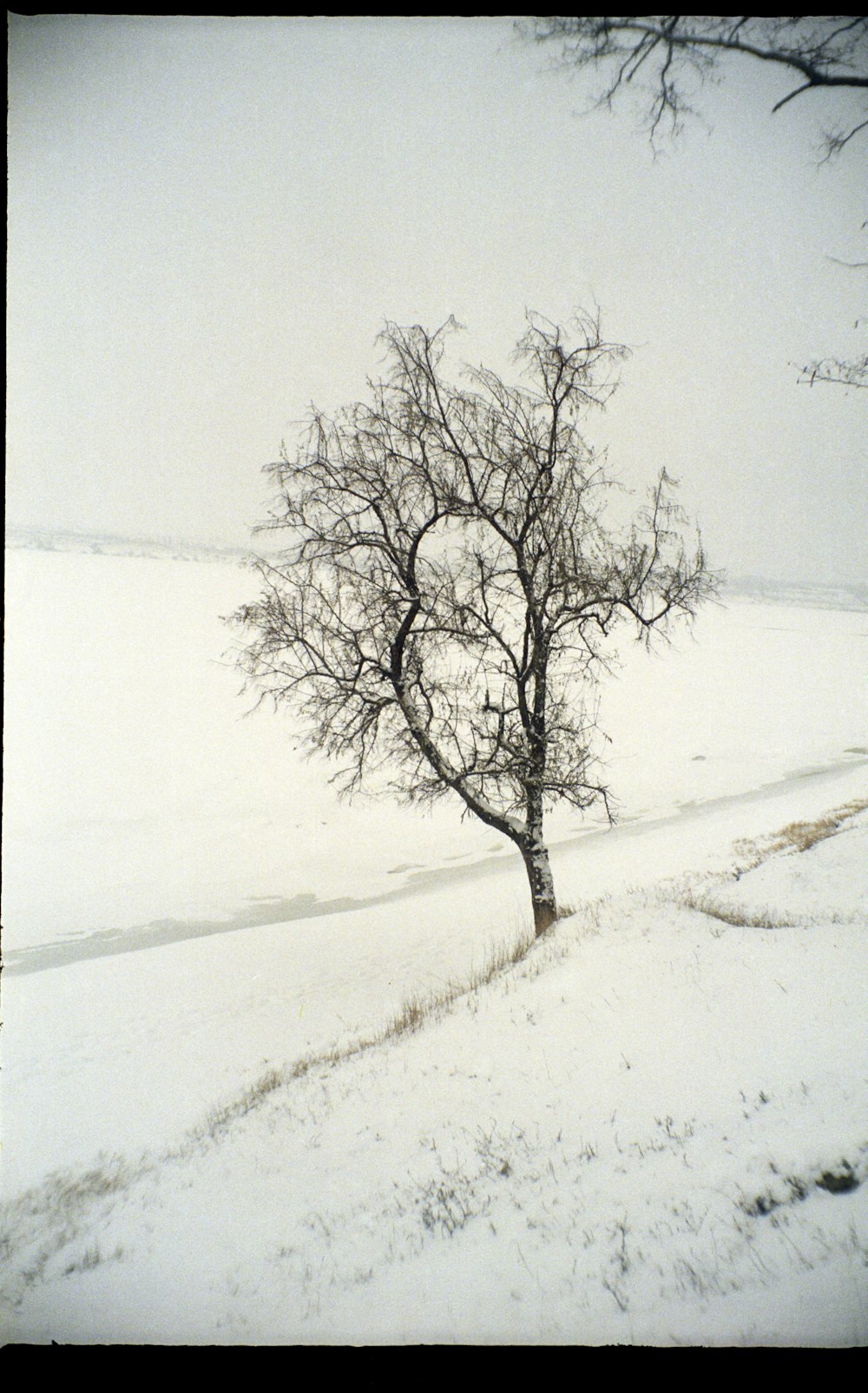 leafless tree on snow covered ground