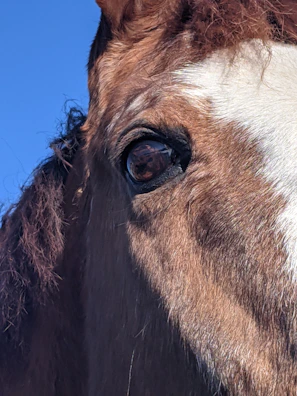 Close-up of horse’s eye reflecting the clear blue sky and surrounding greenery.