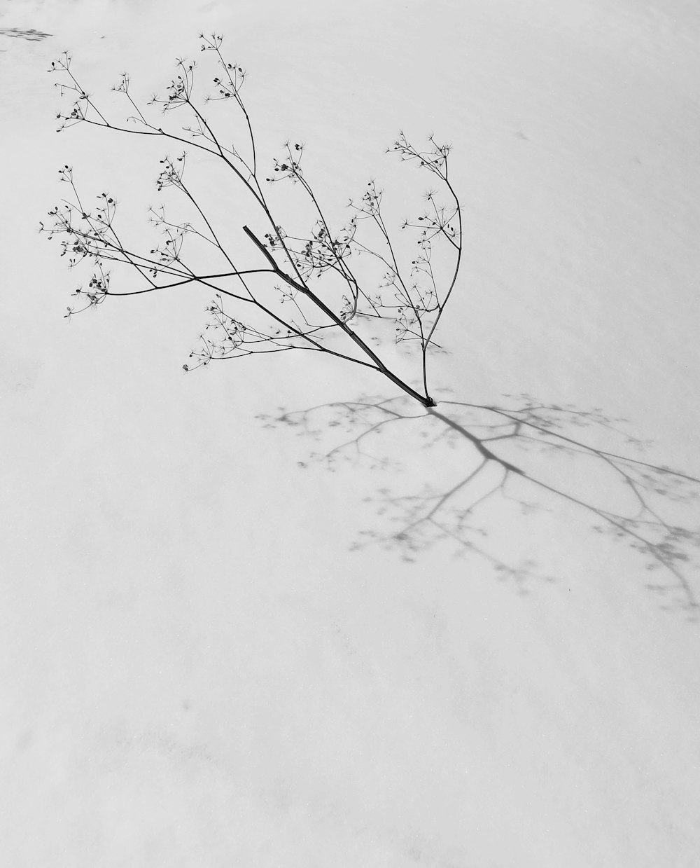 leafless tree on white snow