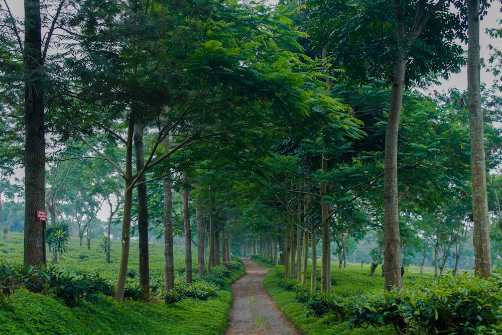 pathway between green trees during daytime