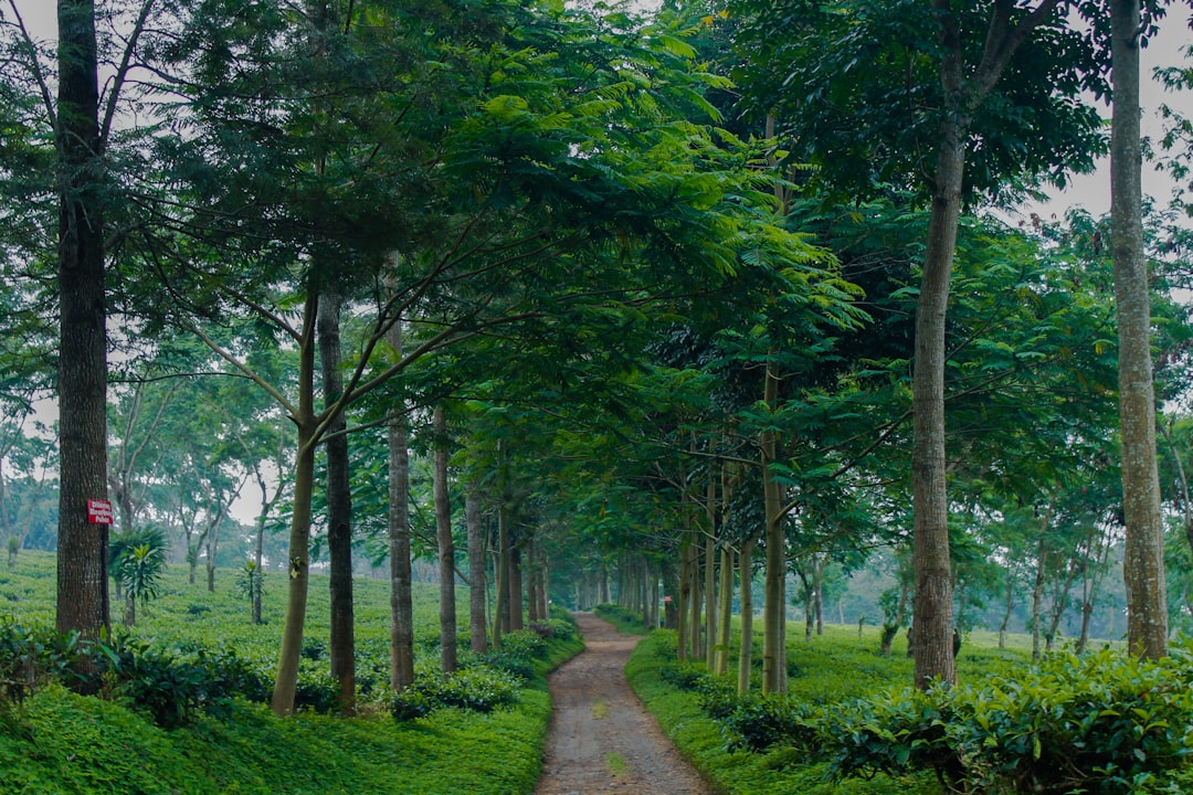 Natural landscape photo spot KEBUN TEH WONOSARI (WISATA AGRO WONOSARI) Mojokerto