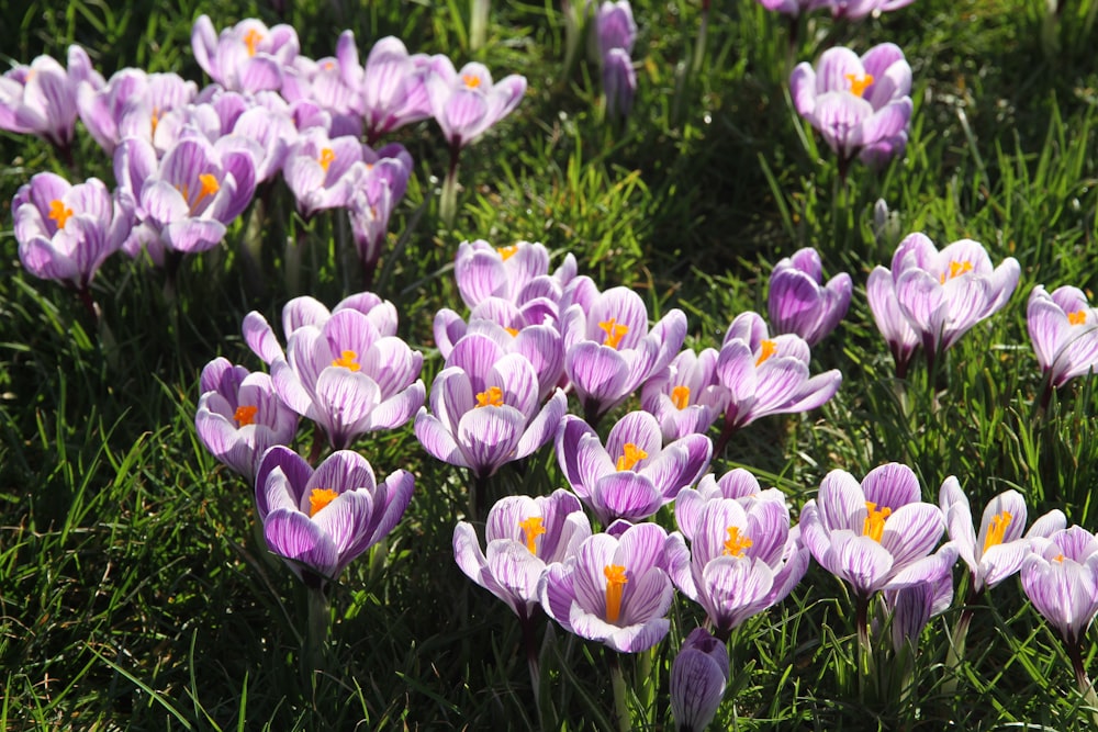 purple crocus flowers in bloom during daytime