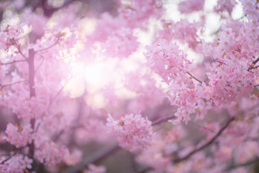 pink and white flower in close up photography