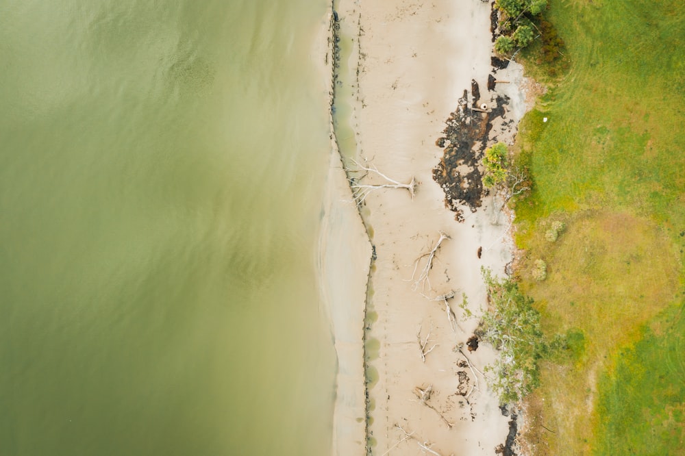 aerial view of green trees and white sand beach