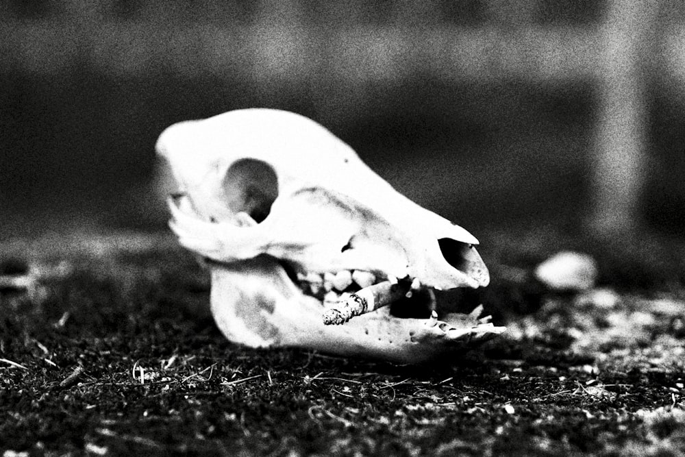 white animal skull on ground