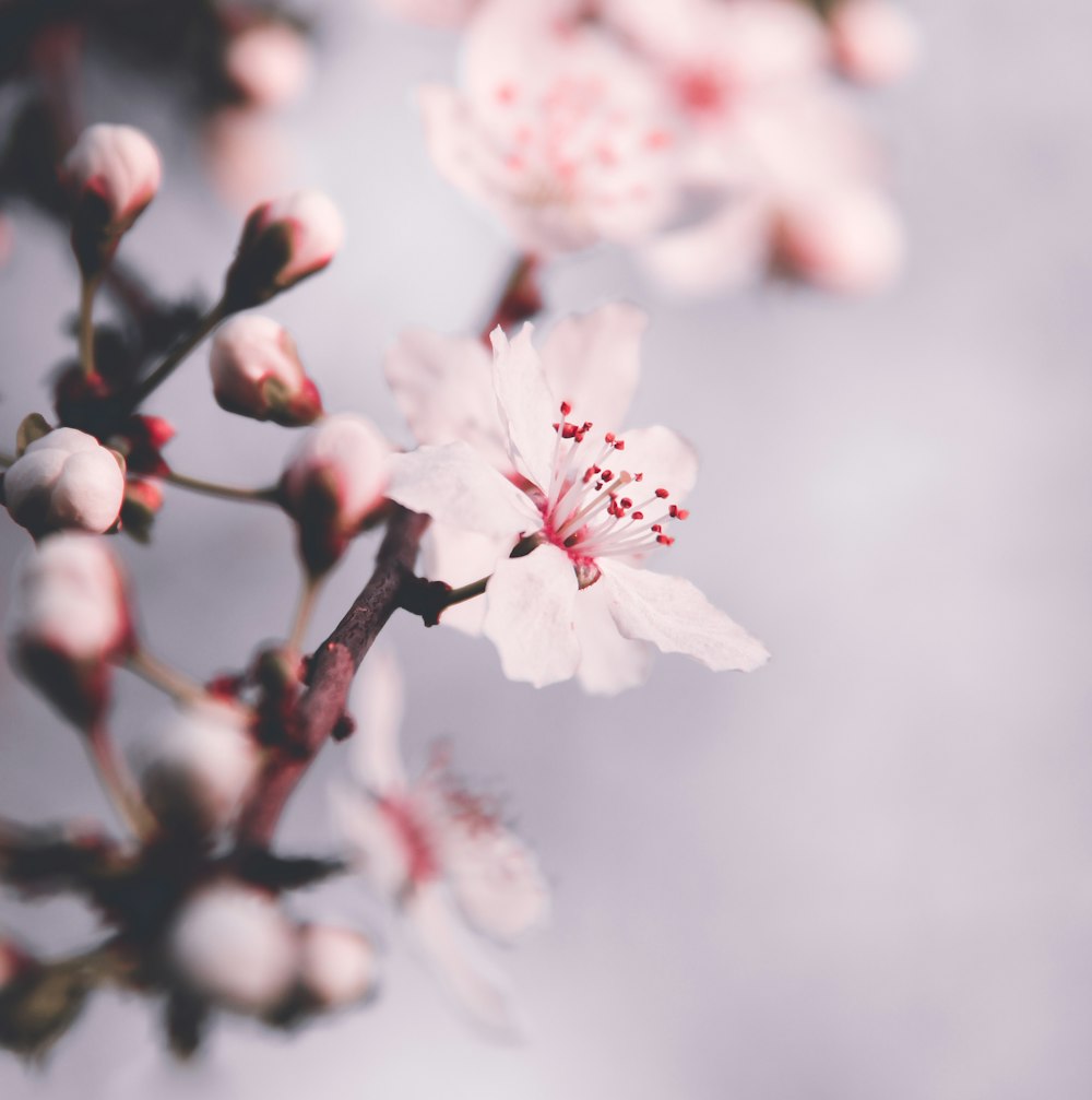 white cherry blossom in close up photography