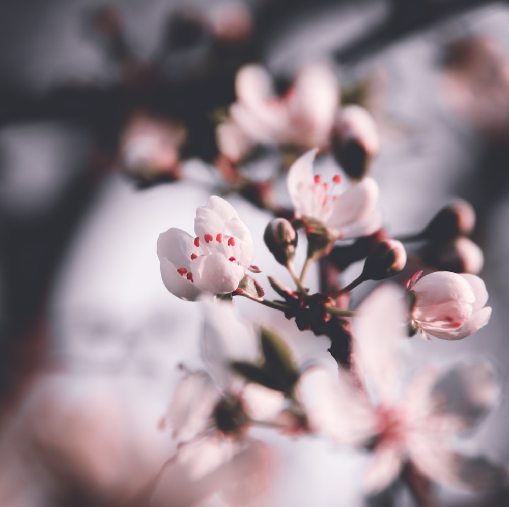 white cherry blossom in close up photography