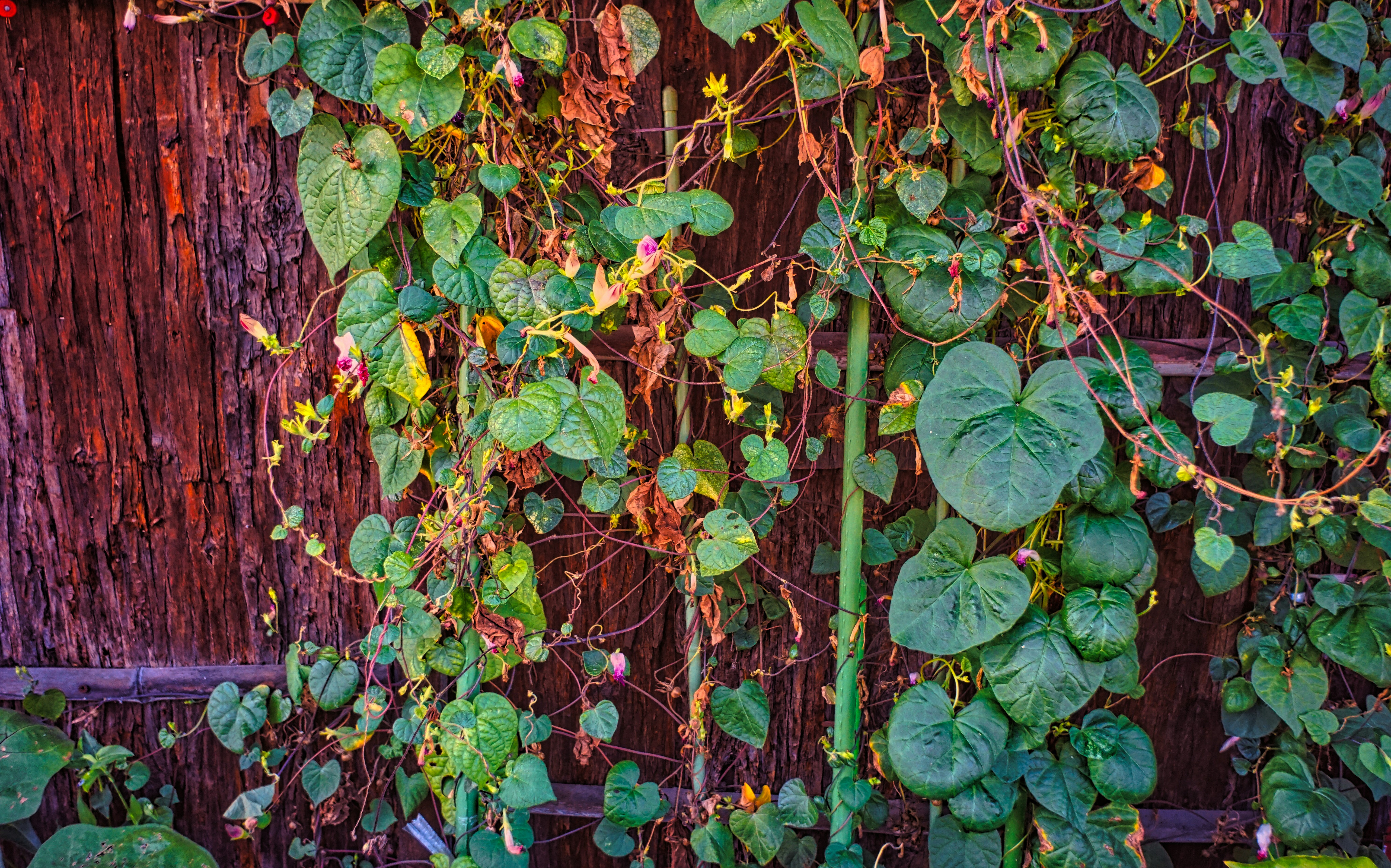 Photo by thomaskinto