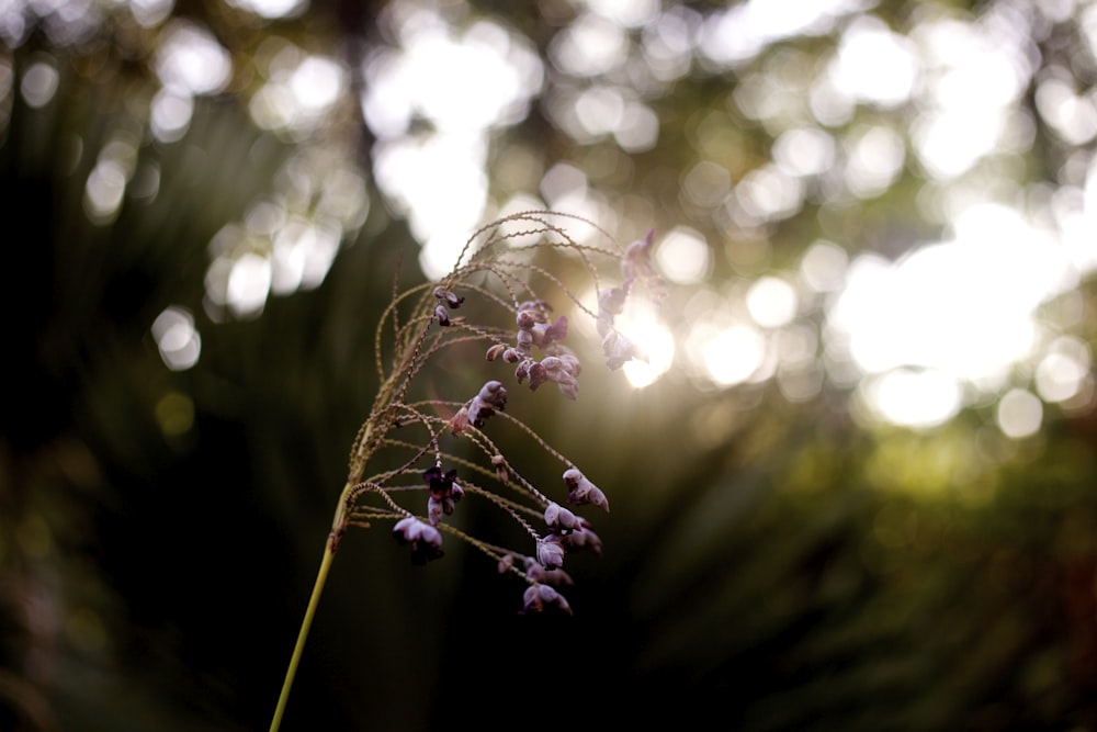 purple flower buds in tilt shift lens