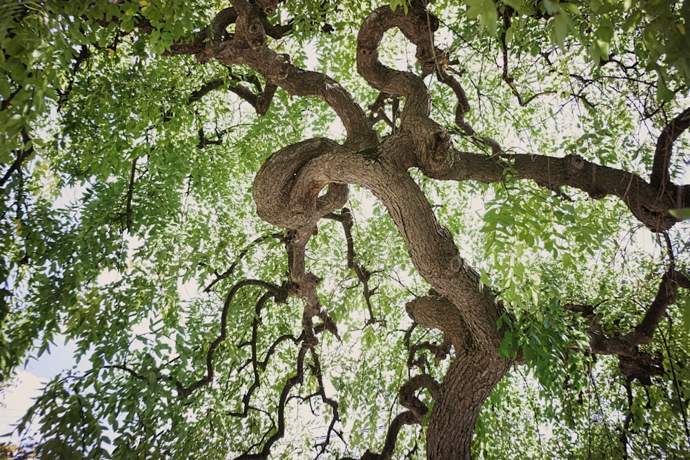 brown tree with green leaves during daytime