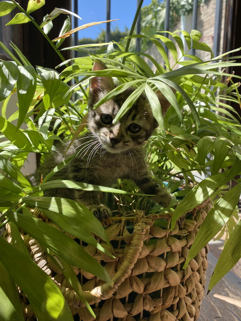 brown tabby kitten on green plant