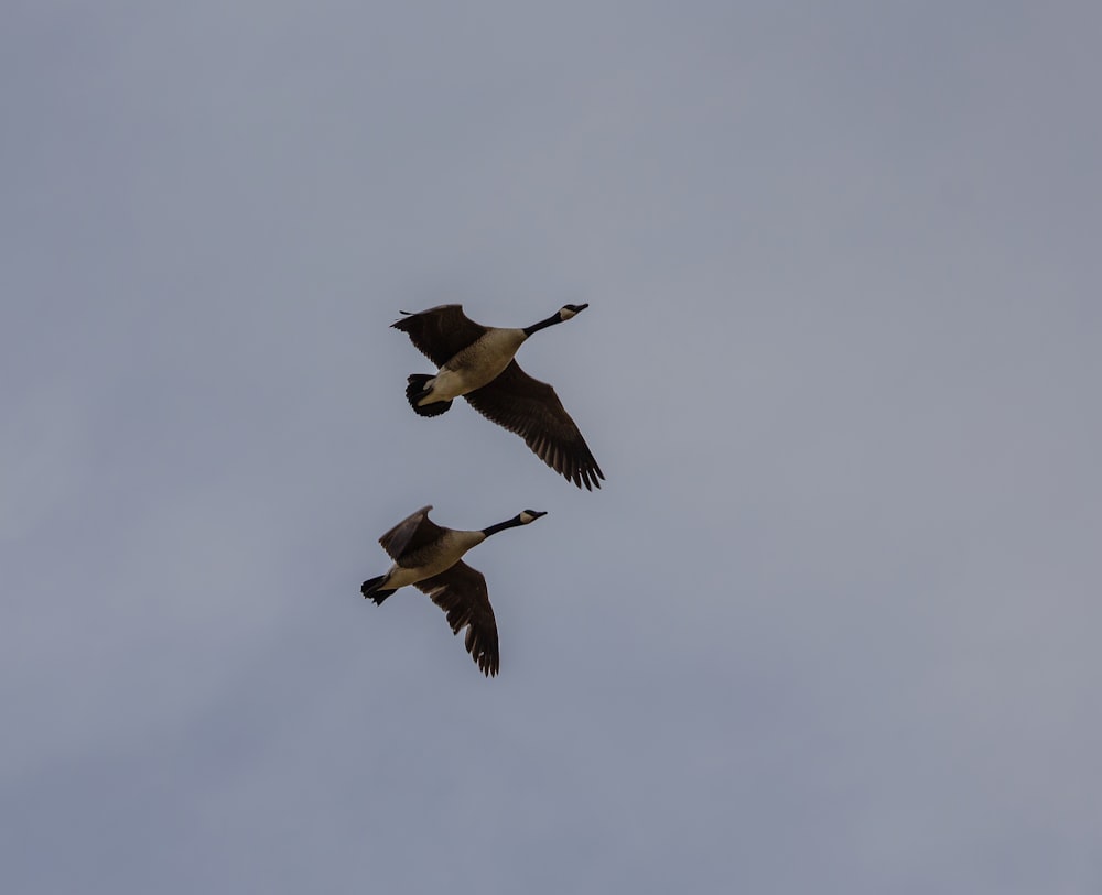 two black and white birds flying under white clouds during daytime