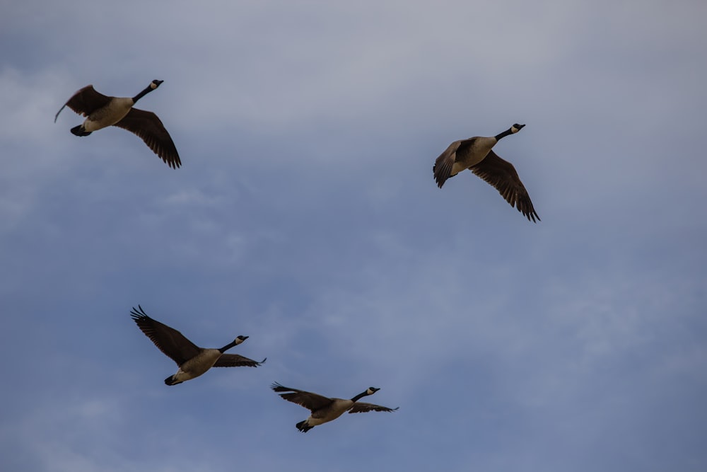 three birds flying under blue sky during daytime