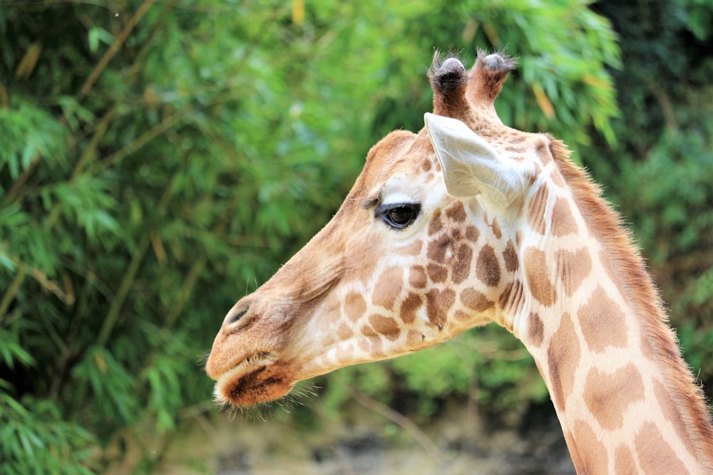 brown giraffe in close up photography during daytime