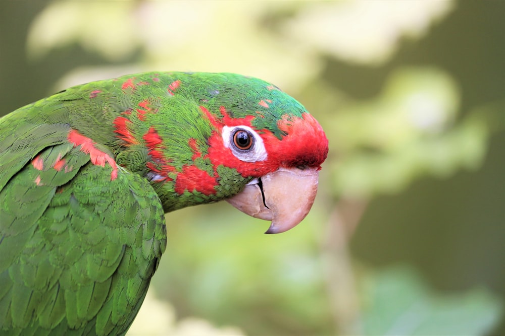 red and green parrot in close up photography