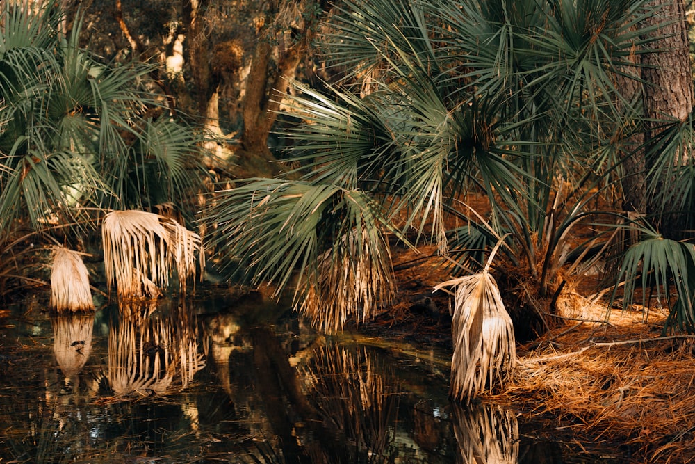 green palm tree beside river