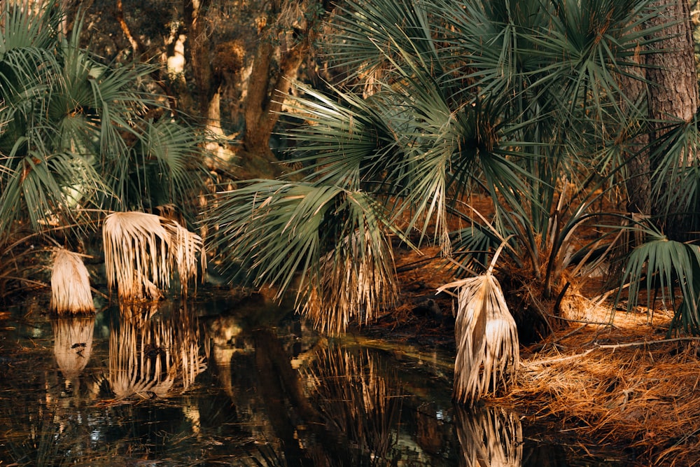 Palmier vert au bord de la rivière